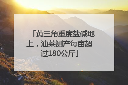 黄三角重度盐碱地上，油菜测产每亩超过180公斤