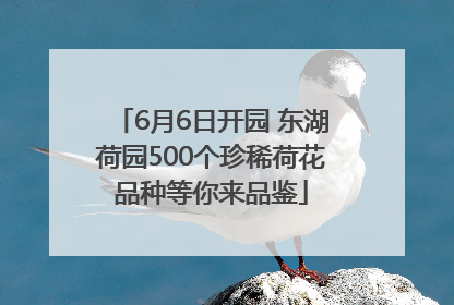 6月6日开园 东湖荷园500个珍稀荷花品种等你来品鉴